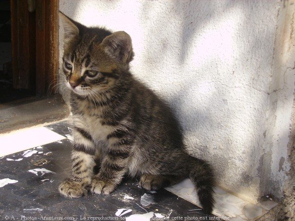 Photo de Chat domestique