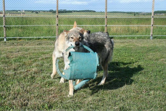 Photo de Chien loup tchcoslovaque