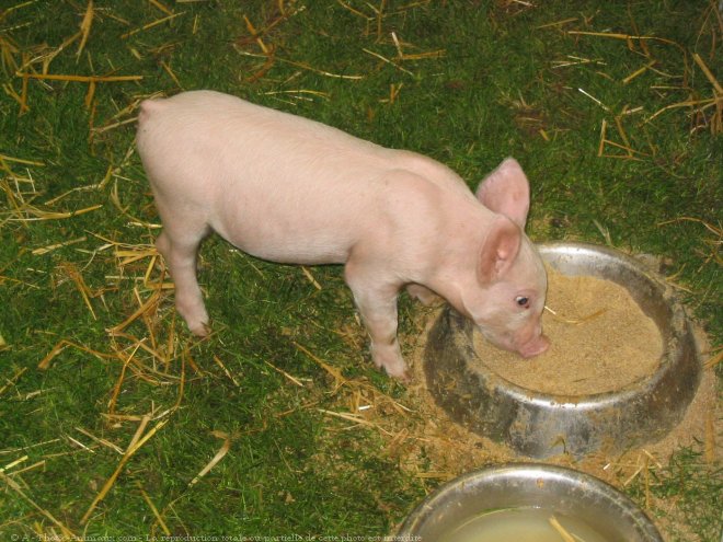 Photo de Cochon