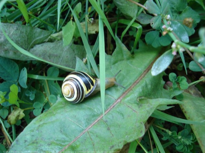 Photo d'Escargot