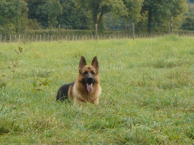 Photo de Berger allemand  poil court