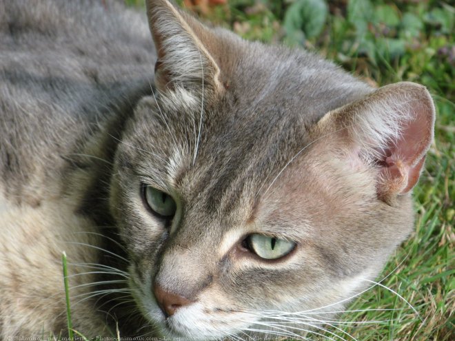 Photo de Chat domestique