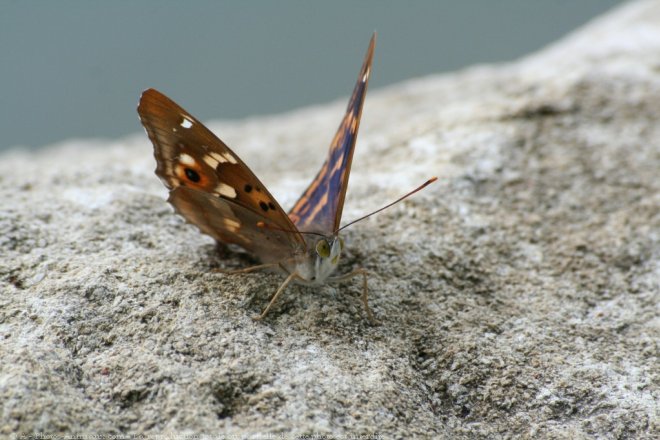 Photo de Papillon