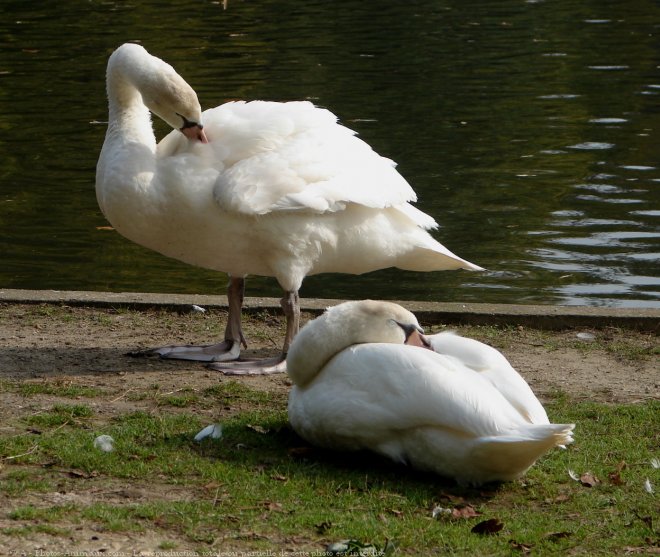 Photo de Cygne