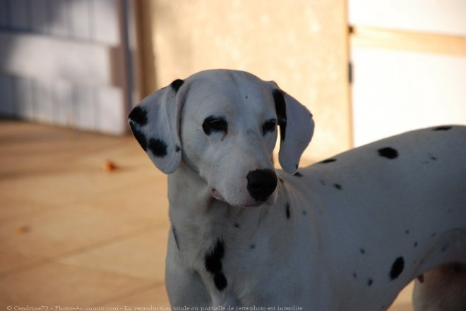 Photo de Dalmatien