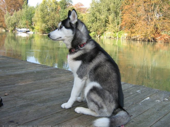 Photo de Husky siberien