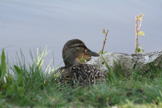 Photo de Canard colvert