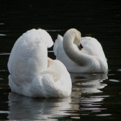 Photo de Cygne