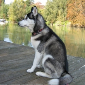 Photo de Husky siberien