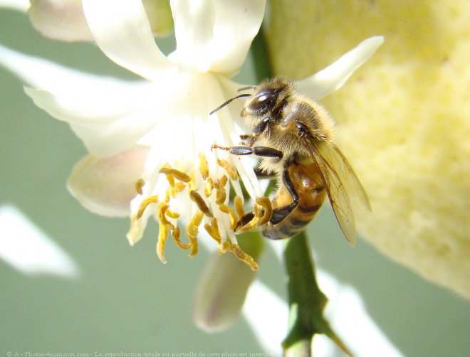 Photo d'Abeille