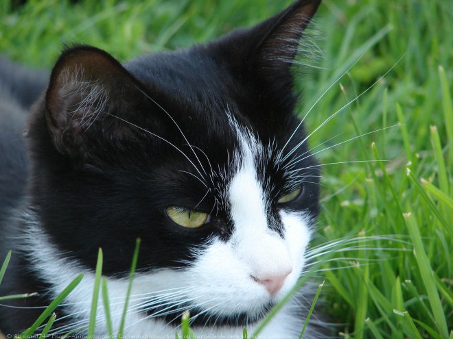 Photo de Chat domestique