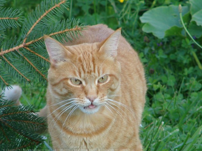 Photo de Chat domestique