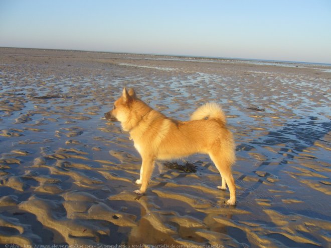 Photo de Chien de berger islandais