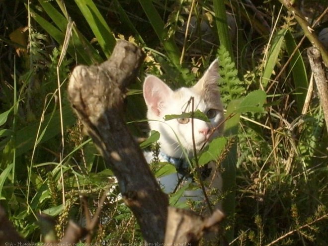 Photo de Chat domestique