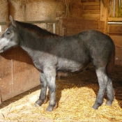 Photo de Percheron