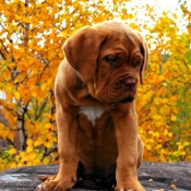 Photo de Dogue de bordeaux