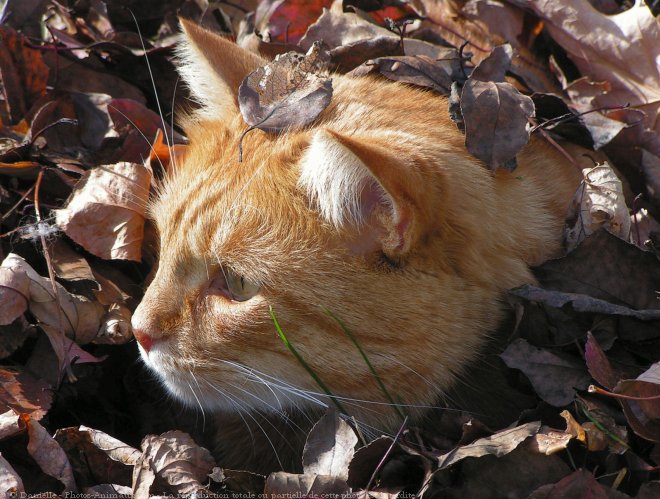 Photo de Chat domestique