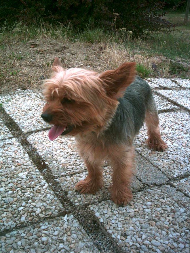 Photo de Yorkshire terrier