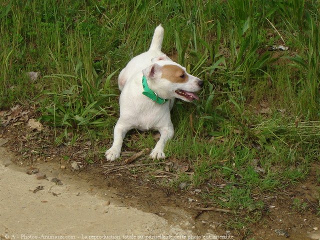 Photo de Jack russell terrier