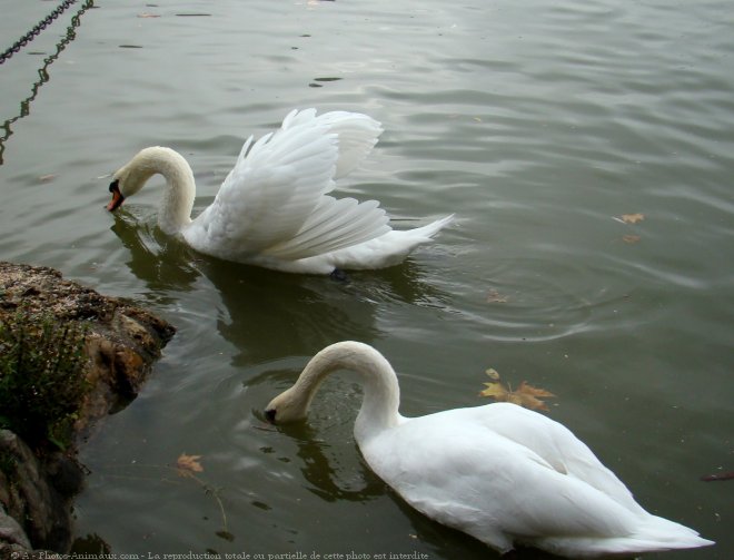 Photo de Cygne