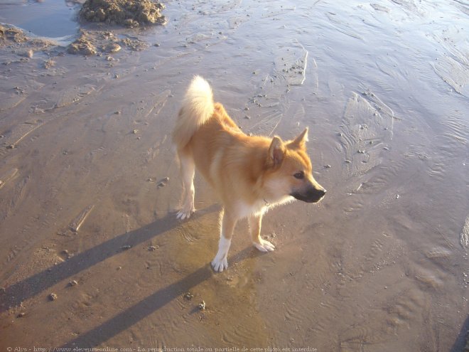 Photo de Chien de berger islandais