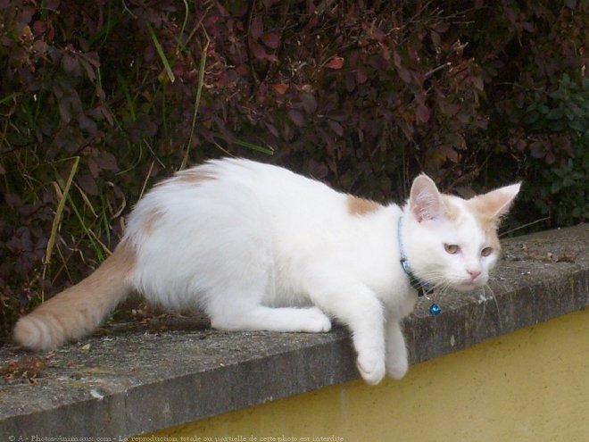 Photo de Chat domestique