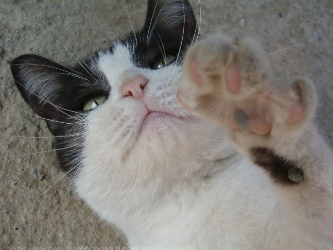 Photo de Chat domestique