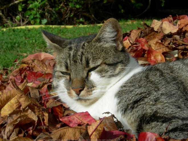 Photo de Chat domestique