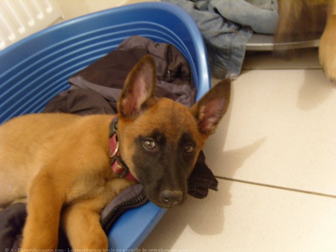 Photo de Berger belge malinois