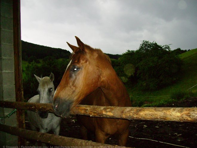 Photo de Races diffrentes