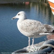 Photo de Mouette