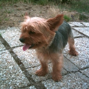 Photo de Yorkshire terrier