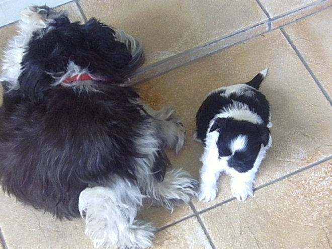 Photo de Shih tzu