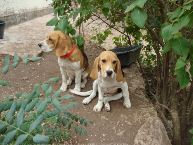 Photo de Beagle