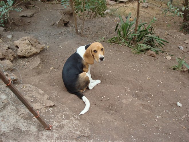 Photo de Beagle