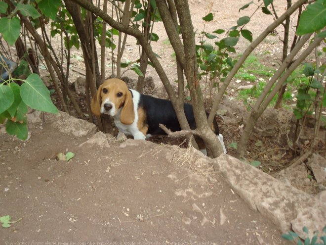 Photo de Beagle