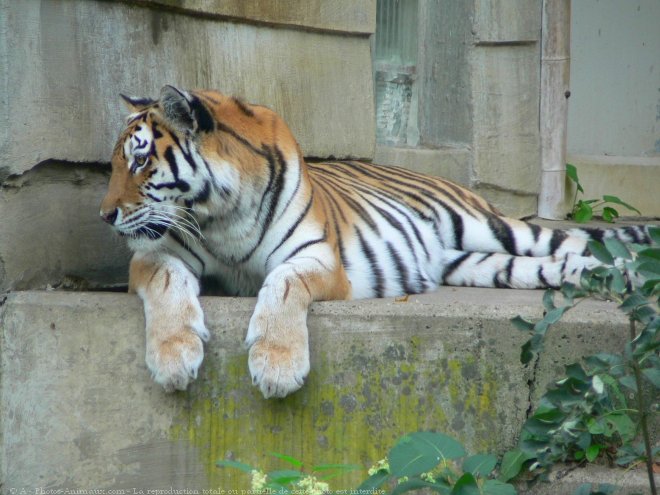 Photo de Tigre