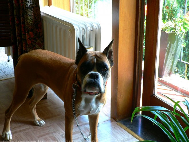 Photo de Boxer