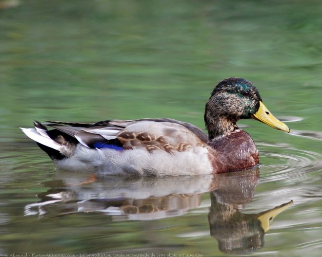 Photo de Canard