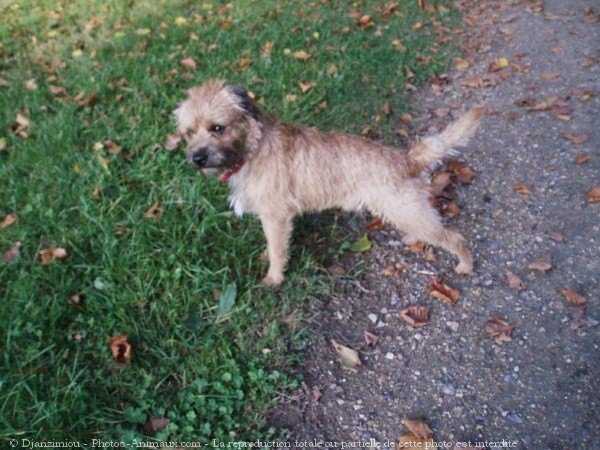 Photo de Border terrier