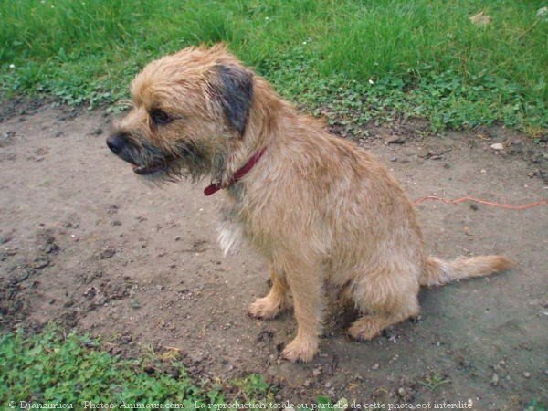 Photo de Border terrier