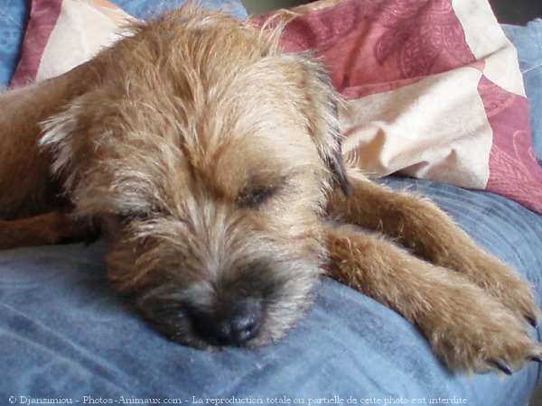 Photo de Border terrier