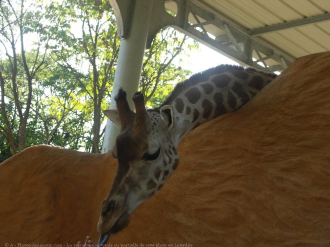 Photo de Girafe