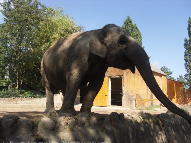 Photo d'Elphant d'afrique