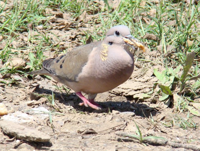 Photo de Colombe