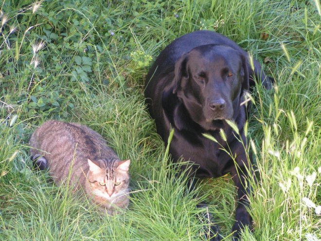 Photo de Labrador retriever