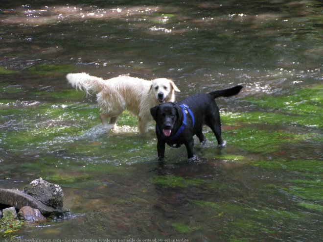 Photo de Golden retriever