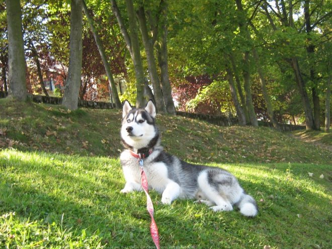 Photo de Husky siberien