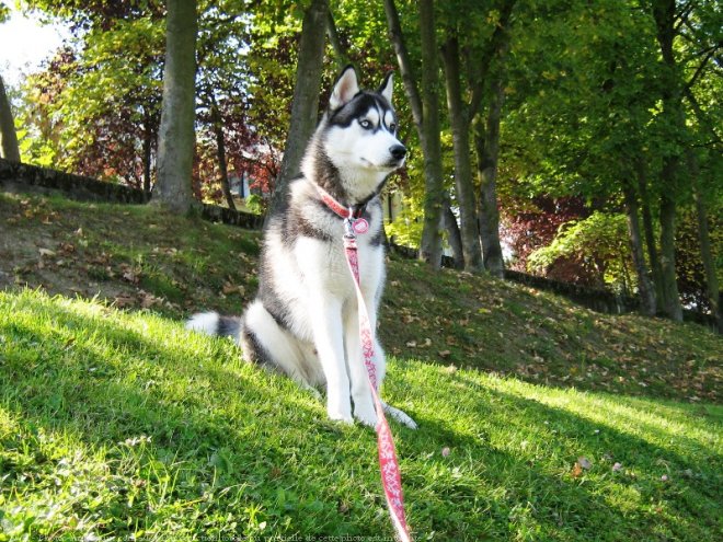 Photo de Husky siberien