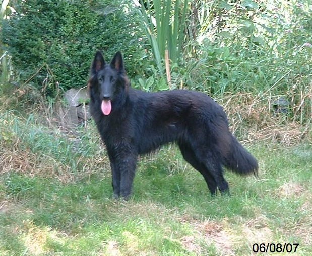 Photo de Berger belge groenendael